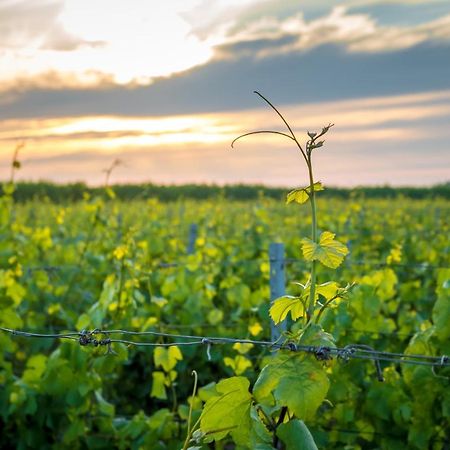 Wine-Barrel Rivaner Dreischor Luaran gambar
