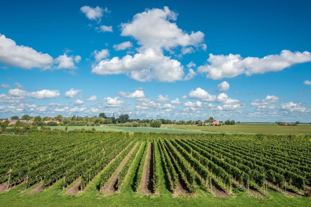 Wine-Barrel Rivaner Dreischor Luaran gambar